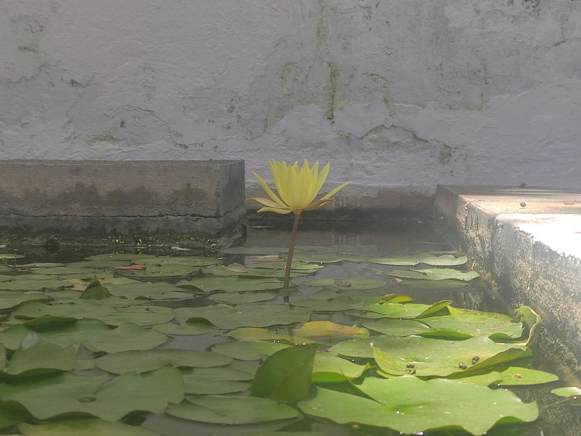 Apartamento Lemmon Tree Santa Brigida  Ruang foto